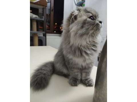 Dişi british longhair