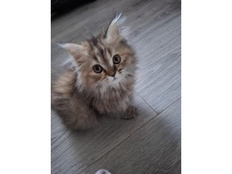 British longhair kedimiz
