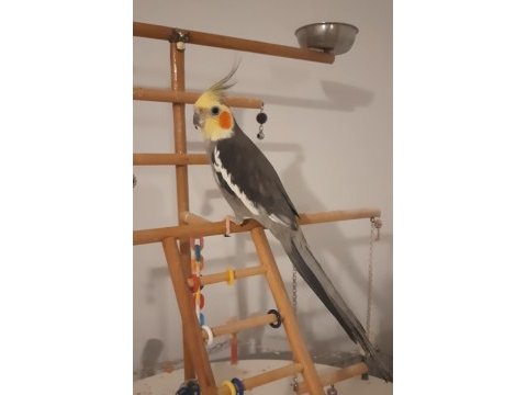 Sultan papağanı erkek
