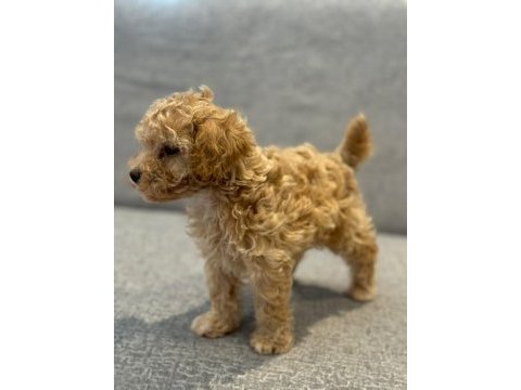 Maltipoo yavru
