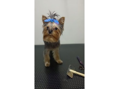İstanbul beylikdüzü yorkshire terrier