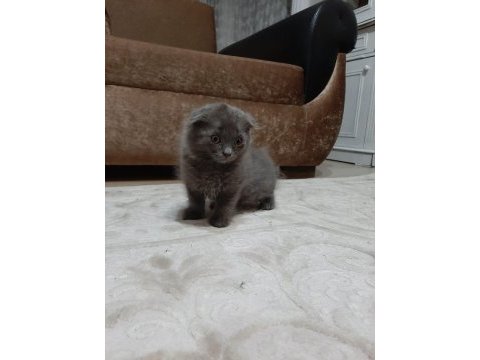 4 aylık scottish fold yavrumuz