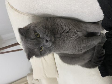 Ücretsiz scottish fold kedisi