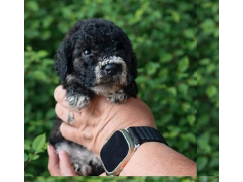 Çikolata poodle ve siyah inciler