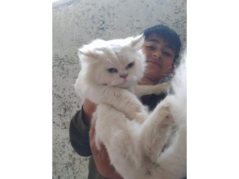 Paşamız sahiplendirilecektir