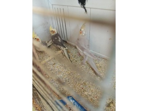 Yeni yeme inmiş bebek sultan papağanlar