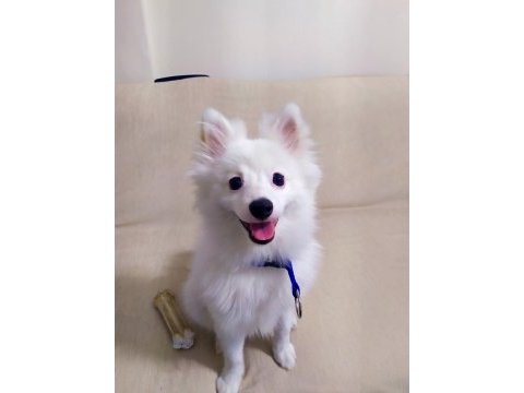 Pomeranian tilki surat