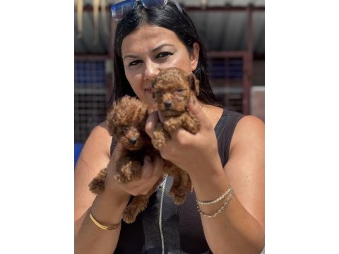 Ufacık kore poodle yavrularım