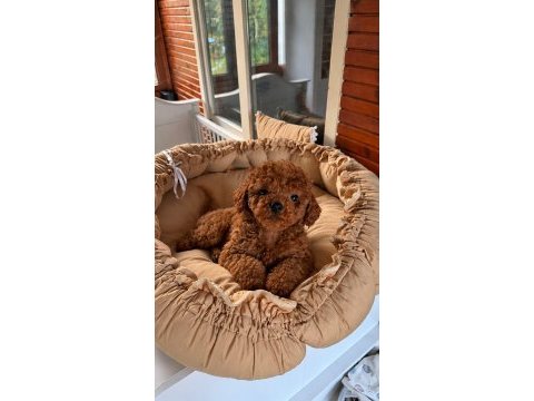 Toypoodle redbrown yavrular kore kan 