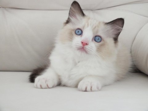 Full şecereli ragdoll yavruları