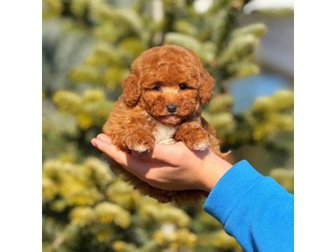 2.5 aylık yavru erkek poodle köpeğimiz