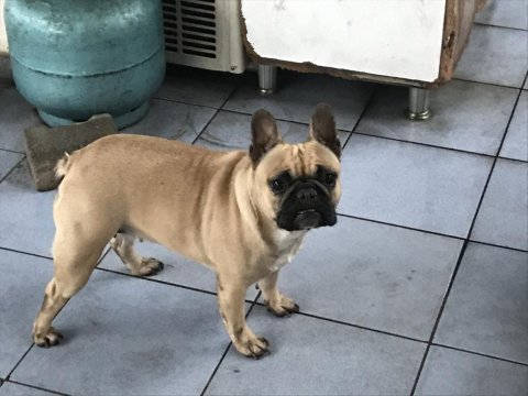 Anneli kızlı french bulldog