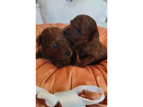 Aşılı pasaportlu toy poodle köpekler