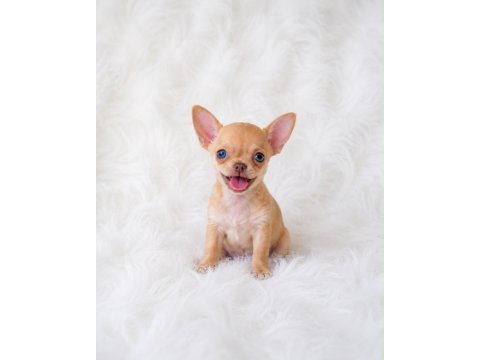 Wc eğitimli cep boy chihuahua