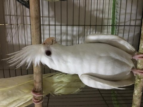Albino sultan papağanı