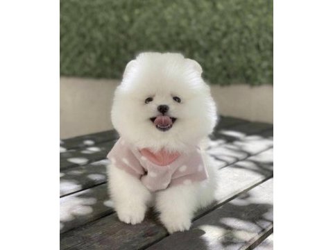 Pomeranian boo yavru