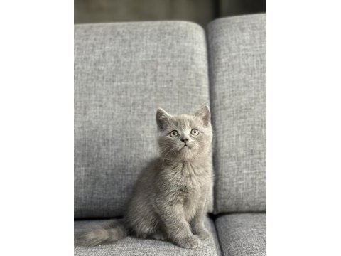 A kalite british shorthair yavrular