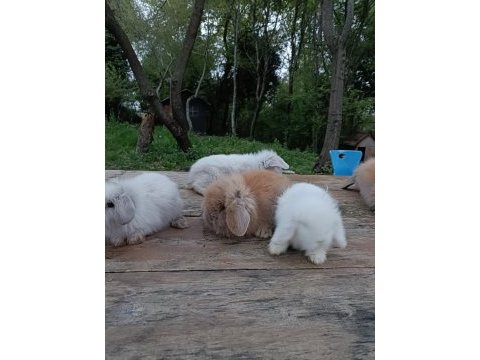Safkan hollanda lop tavşan yavruları