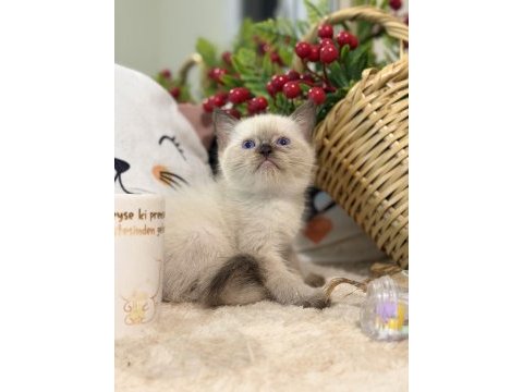 Çikolata point british shorthair