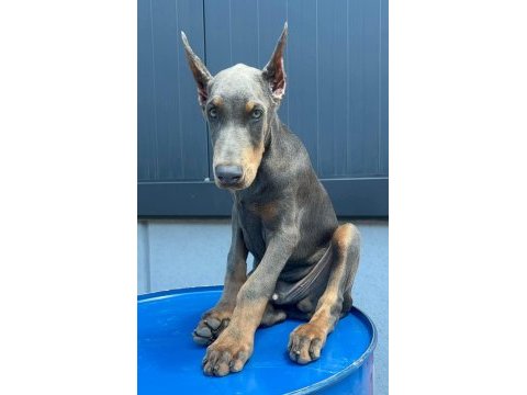 Blue erkek üst düzey anne baba doberman yavrusu