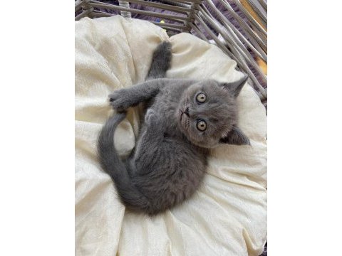 British shorthair kedimiz