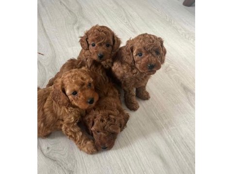 Red brown toy poodle yavrular