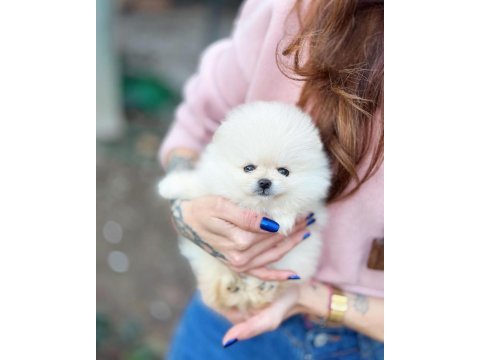 Boncuk gözlü pomeranian boo yavrusu