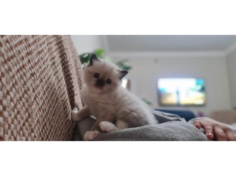Safkan ragdoll yavrular