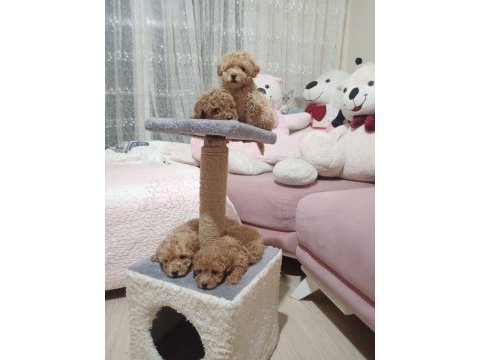 Toy poodle yavrular