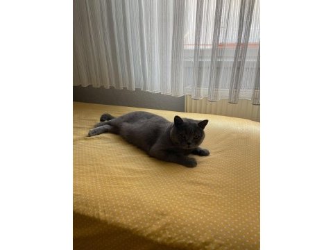 Sahiplendirilicek 4 yaşında kısır erkek kedimiz