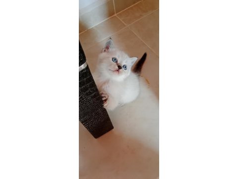 British shorthair kediler