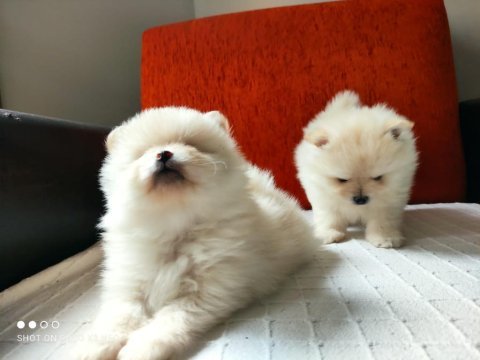 Pomeranian boo köpekler