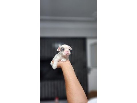 A kalite french bulldog