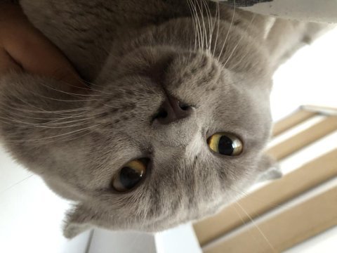 Safkan british shorthair lilac erkek