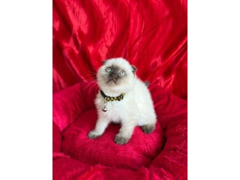 British shorthair scottish fold dişi erkek yavrular