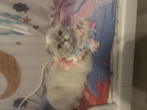 Scottish fold lilamızı sahiplendirmek istiyoruz