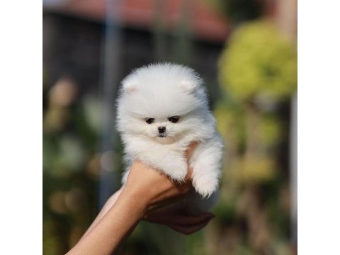 Ayı surat pomeranian yavruları