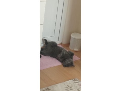 Reis ilanda british shorthair
