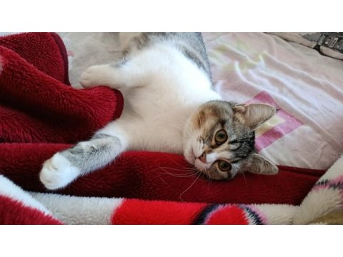 Kedimiz müezza ya yeni yuva arıyoruz