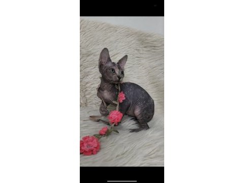 Naked beauty sphynx cattery kediler için ulaşın