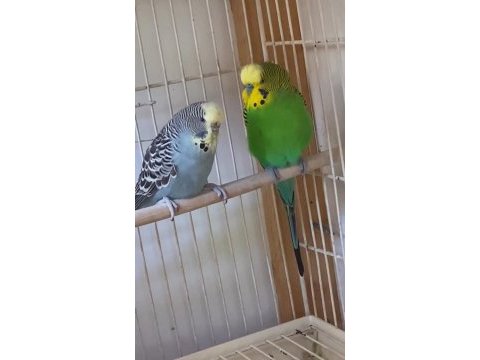 2 takım yeni eşleme muhabbet kuşu gençler