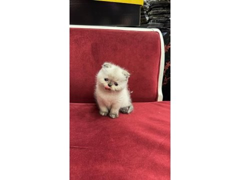British shorthair & scottish fold yavrularımız
