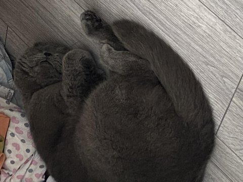 Acil british shorthair sahiplendirilecek