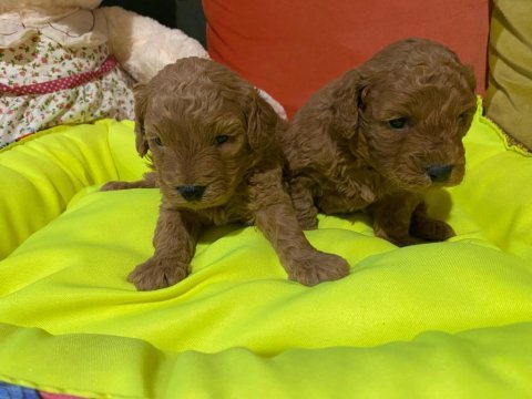 Poodle bir avuç mutluluk