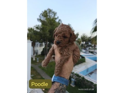 Poodle yavru köpekler