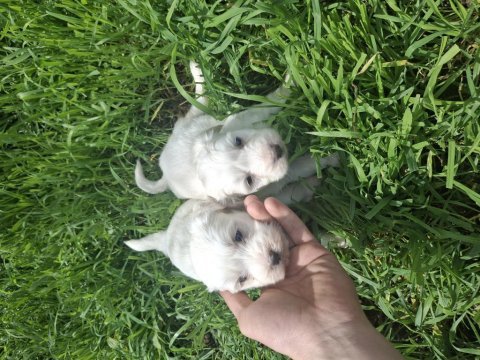 Terrier 2 adet erkek