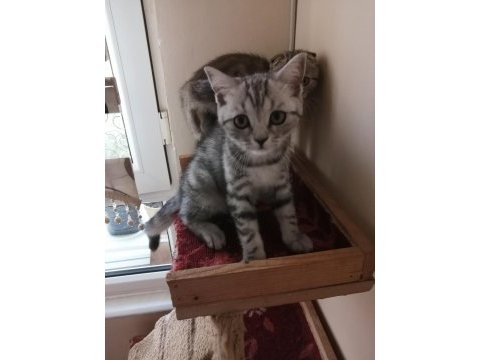 Alanya dişi british shorthair