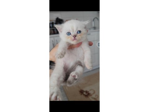 British shorthair kedisi