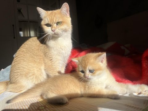 Ny12 golden aylık british shorthair bebeklerimiz