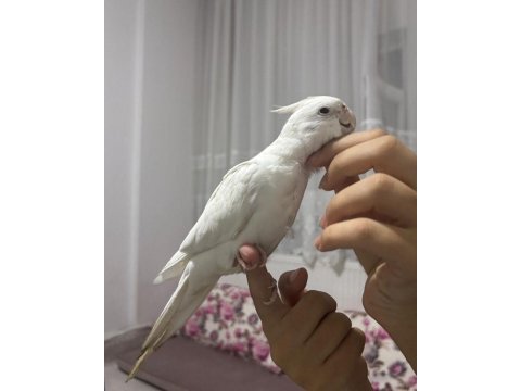 Sultan eğitimsiz yarı eğitimli tam eğitimliler